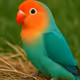 Love bird