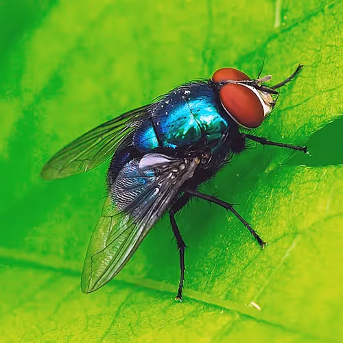 FLY