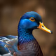 Blue Duck