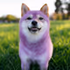 DOGE