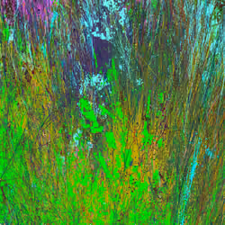Infinite Garden: 738077 Flowers