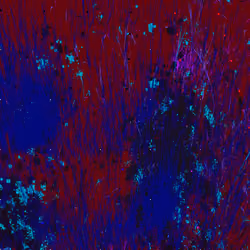 Infinite Garden: 38364 Flowers