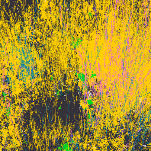 Infinite Garden: 33885 Flowers