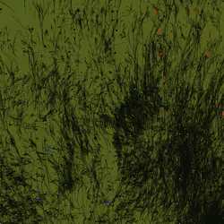 Infinite Garden: 29108 Flowers