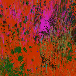 Infinite Garden: 29692 Flowers