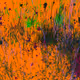 Infinite Garden: 24064 Flowers