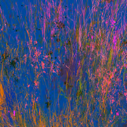 Infinite Garden: 46057 Flowers