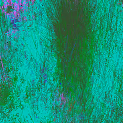 Infinite Garden: 311126 Flowers