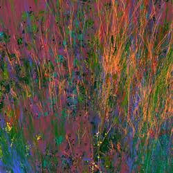 Infinite Garden: 73557 Flowers