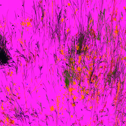 Infinite Garden: 12681 Flowers