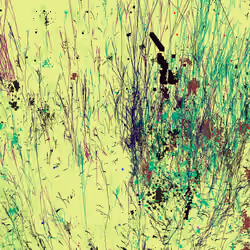 Infinite Garden: 23232 Flowers