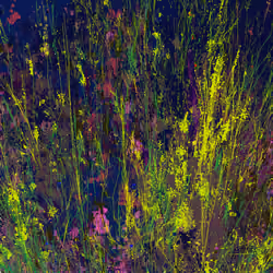 Infinite Garden: 173542 Flowers