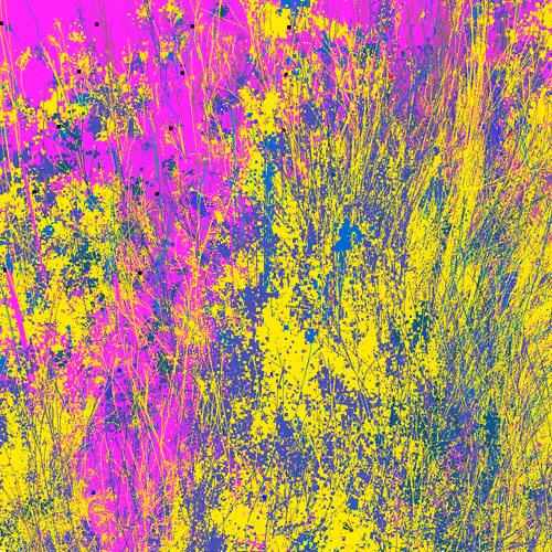 Infinite Garden: 49091 Flowers