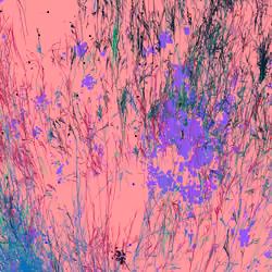 Infinite Garden: 16493 Flowers