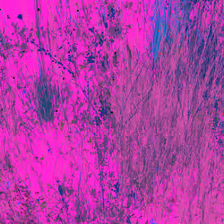 Infinite Garden: 63397 Flowers