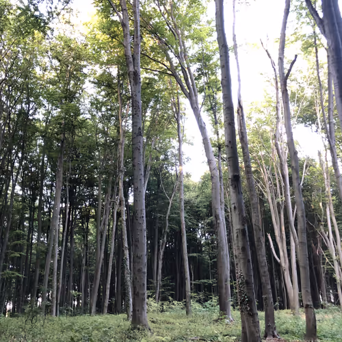 Light Between the Trunks