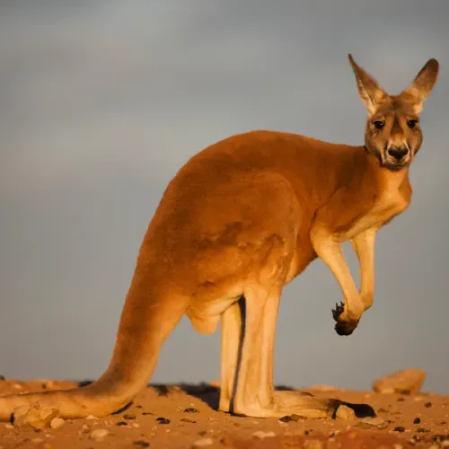 $AUS