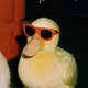 hnctbrm