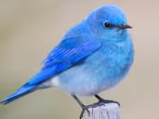 blue birds