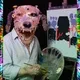 POSH DOG SHIT, FOOD BANKS AND RAGE ROVERS