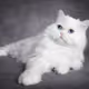 mochi white cat