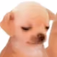 Sad Pup