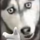LOLDOG