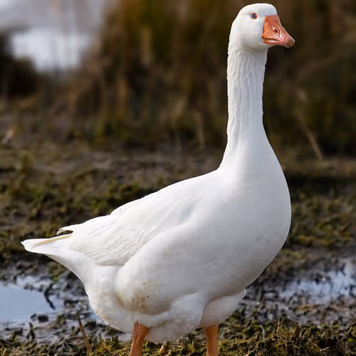 TOXIC GOOSE