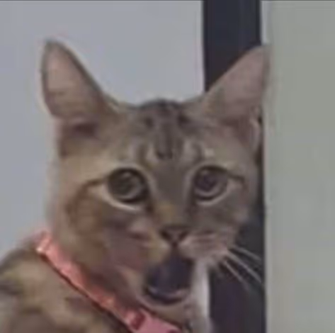 TaTuSho