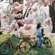 SakuraDay