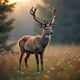 AnimalSS