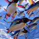 FPVPENGUINS