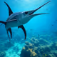 swordfish