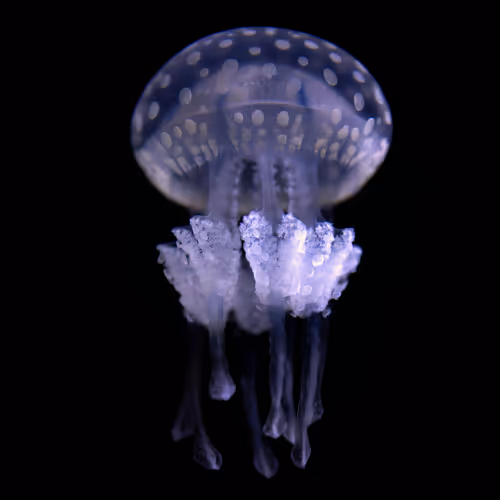 Meduza