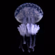 Meduza