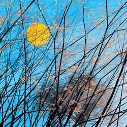 アイテム メディア プレースホルダー