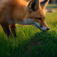 FOX SHAPE
