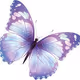 buterfly
