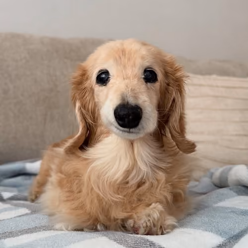 BELLA