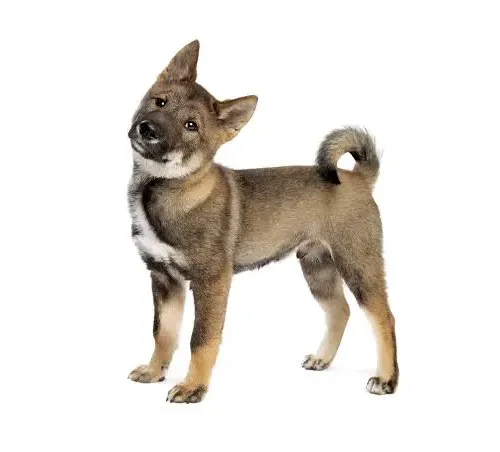 SHIKOKU