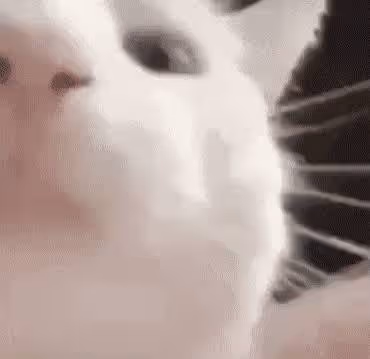 CATJAM