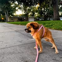 TILLY