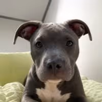 BULLY