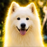 SHIRO