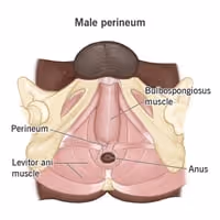 ANAL