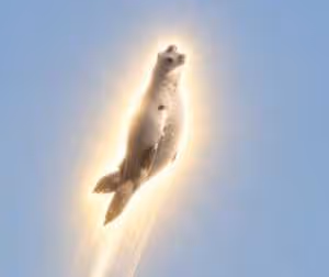 SEAL