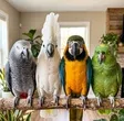 PARROT
