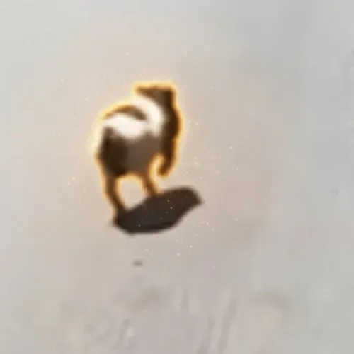 WILBUR
