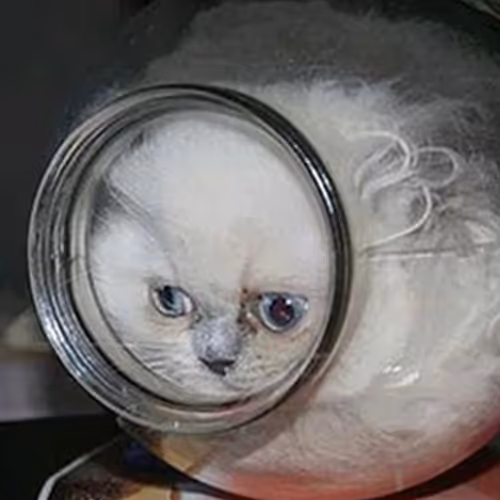 VASECAT