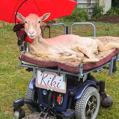KIKI